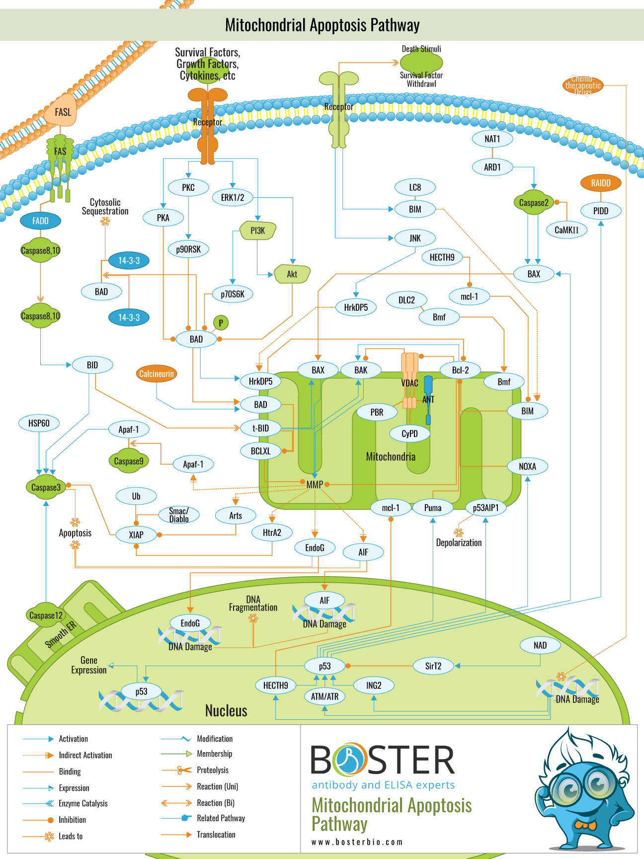 Diagram of mitochondrial apoptosis pathway in cell death
