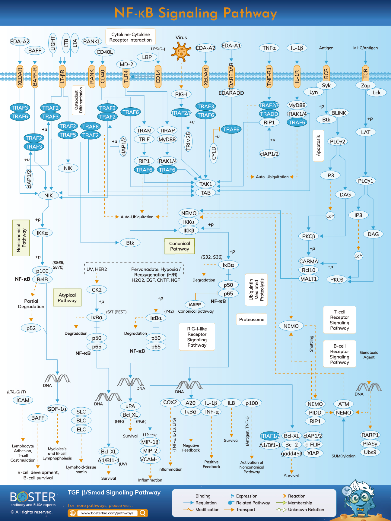 Diagram of NF-kB signaling pathway in immunology