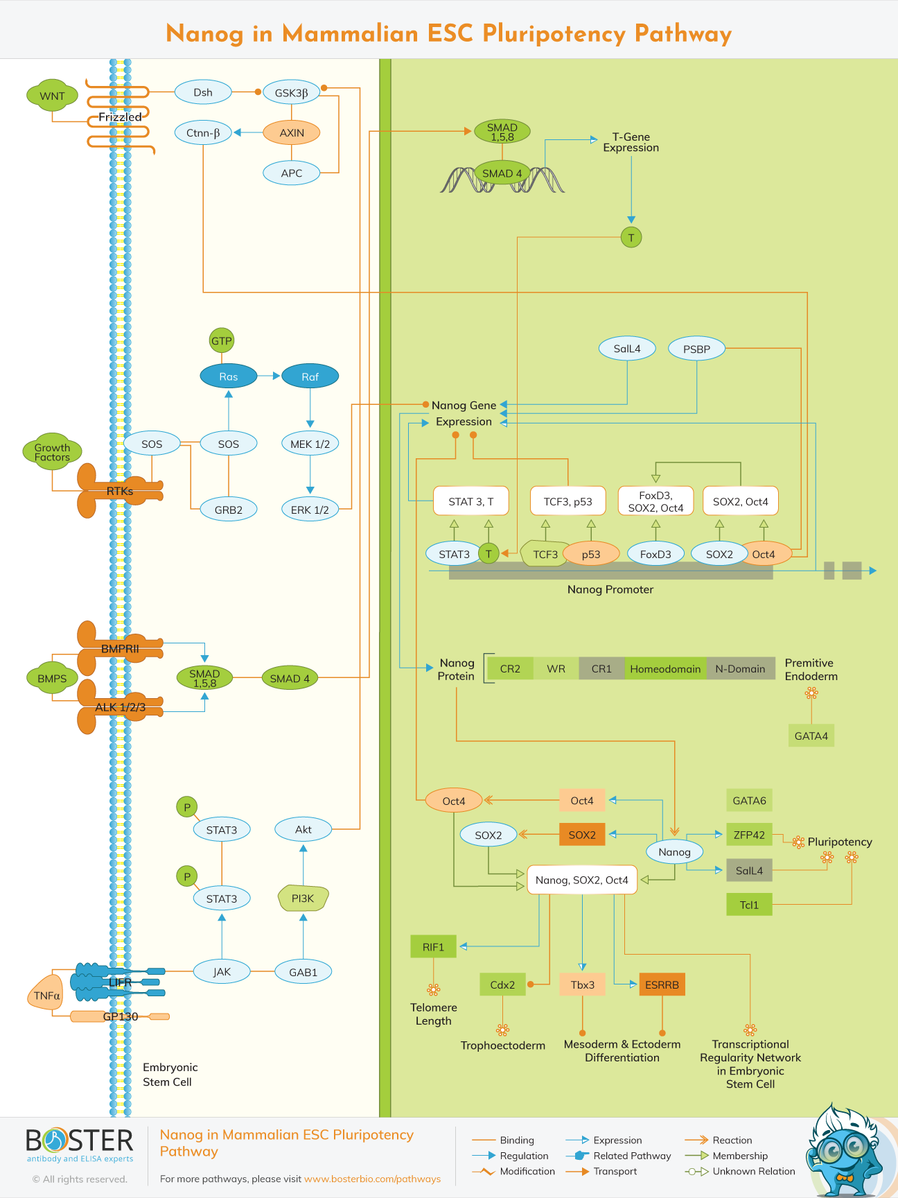 Nanog pathway in mammalian embryonic stem cell pluripotency