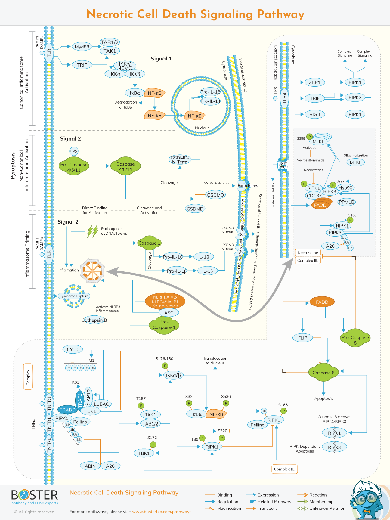 Diagram of necrotic cell death signaling pathway