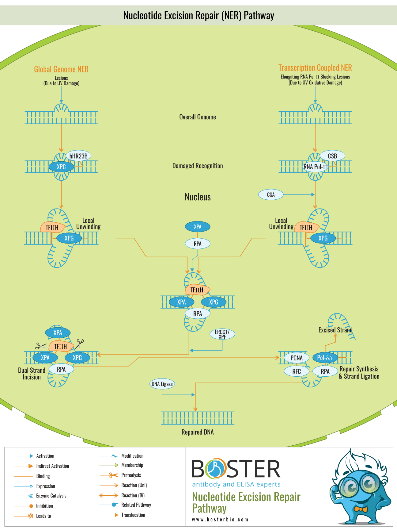 Diagram of Nucleotide Excision Repair Pathway