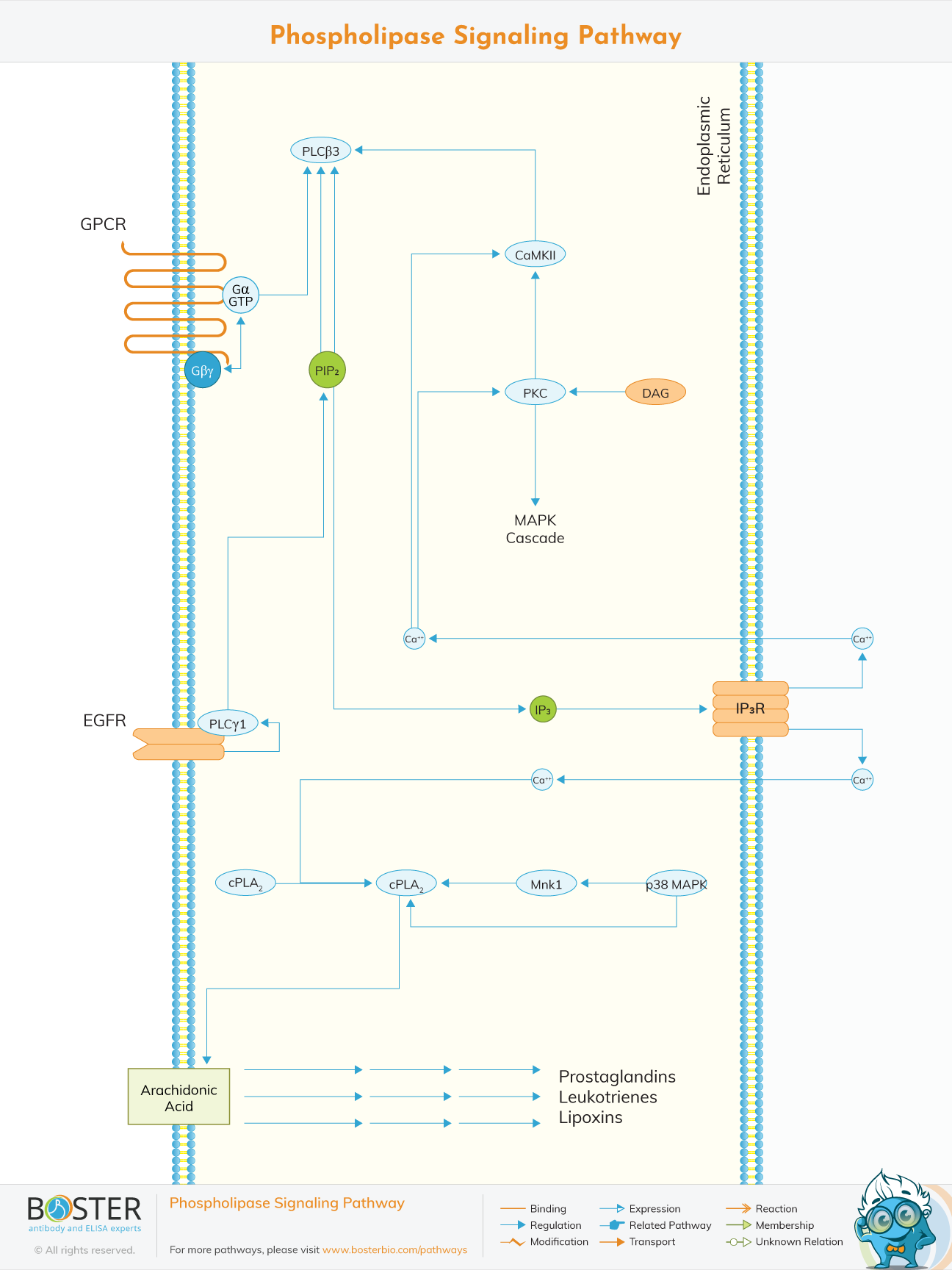 Diagram of Phospholipase Signaling Pathway