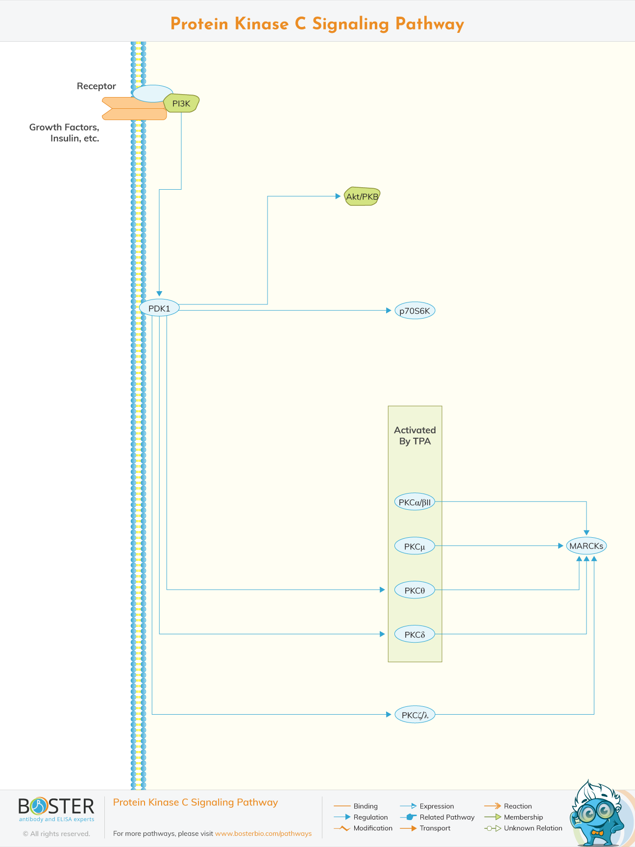 Diagram of Protein Kinase C Signaling Pathway