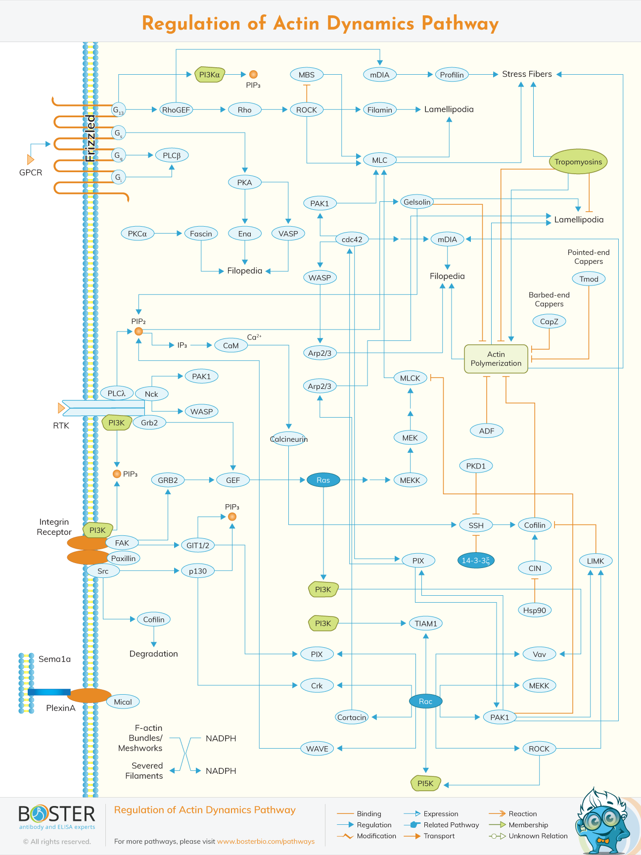 Diagram of Regulation of Actin Dynamics Pathway
