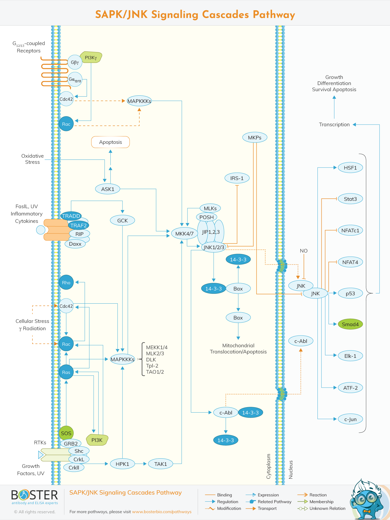 SAPK JNK signaling cascades pathway diagram
