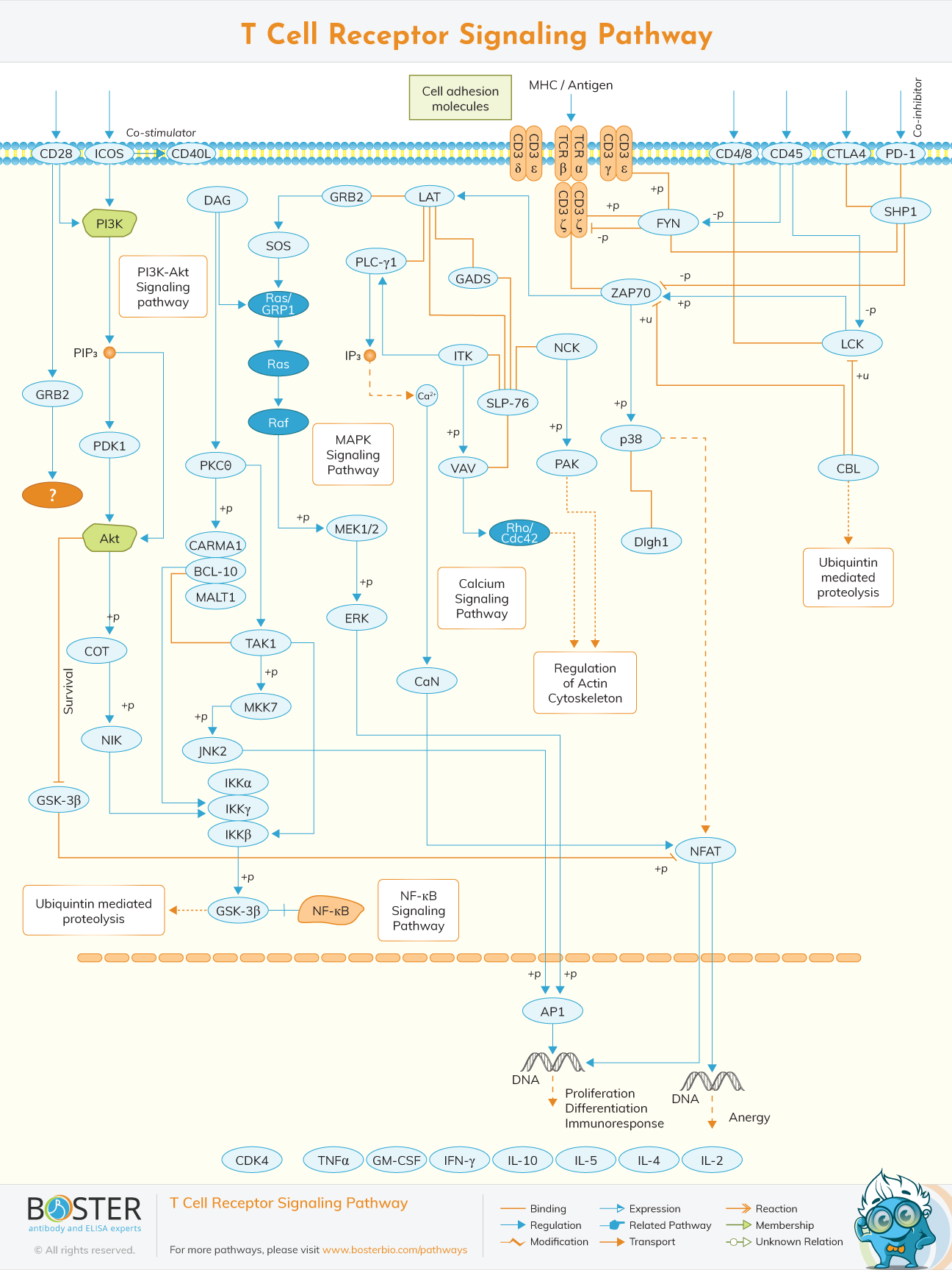 Diagram of TCR signaling pathway in immunology