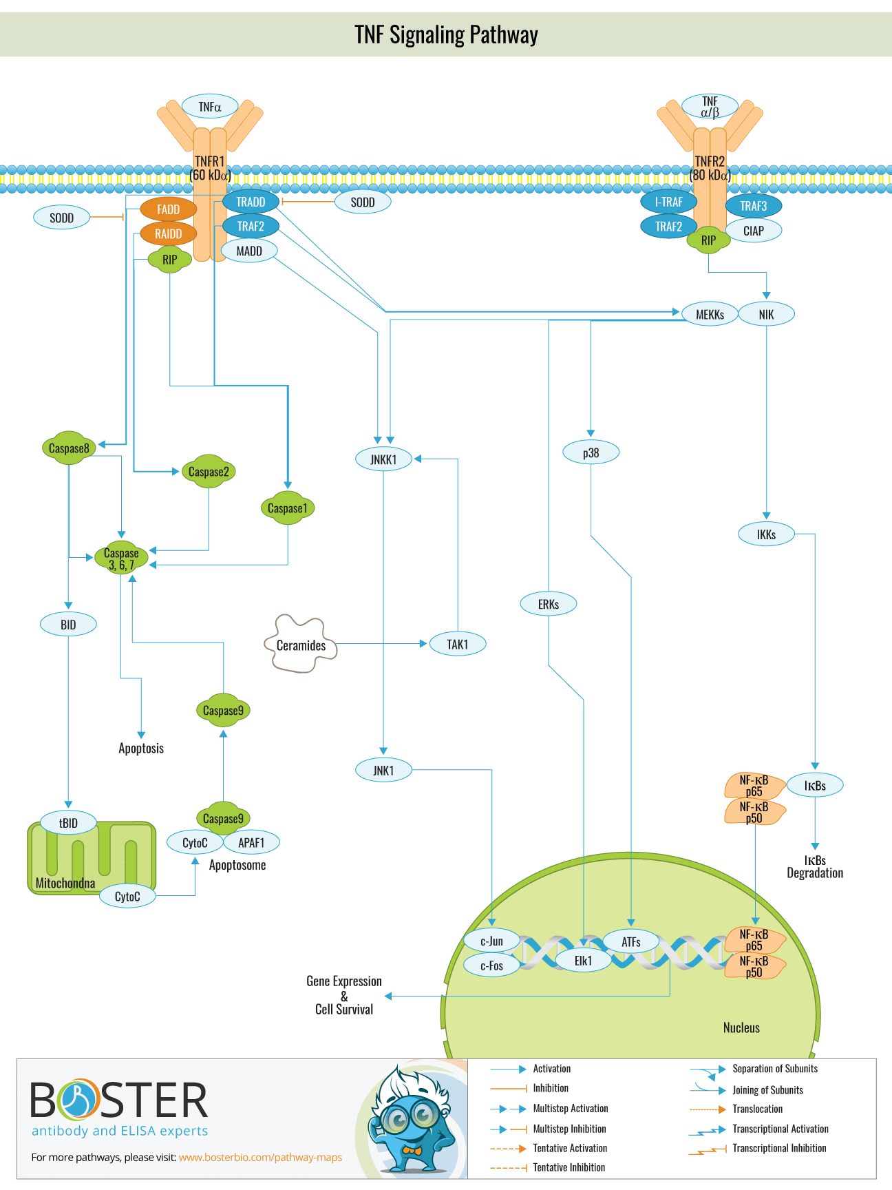 Diagram of TNF Signaling Pathway in Cell Death