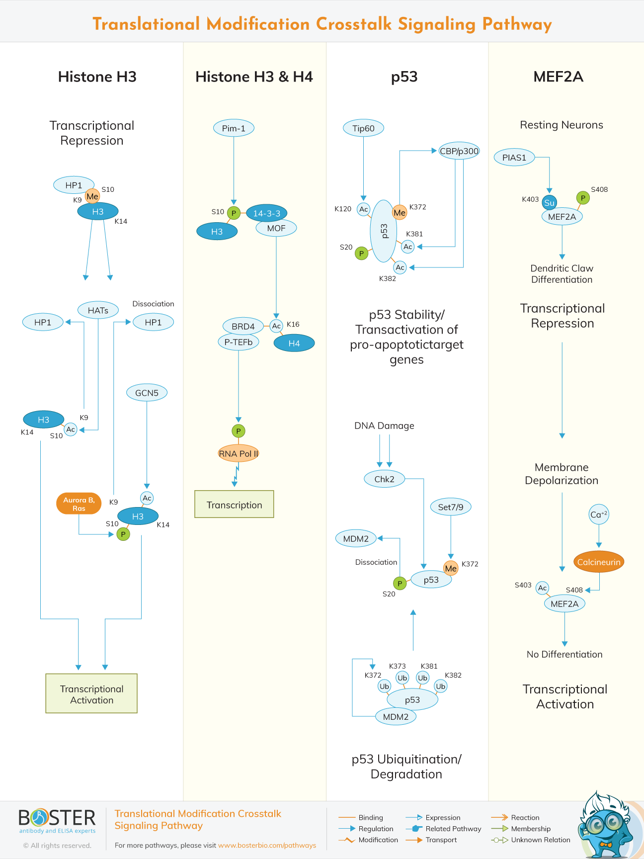 Diagram of Translational Modification Crosstalk Signaling Pathway