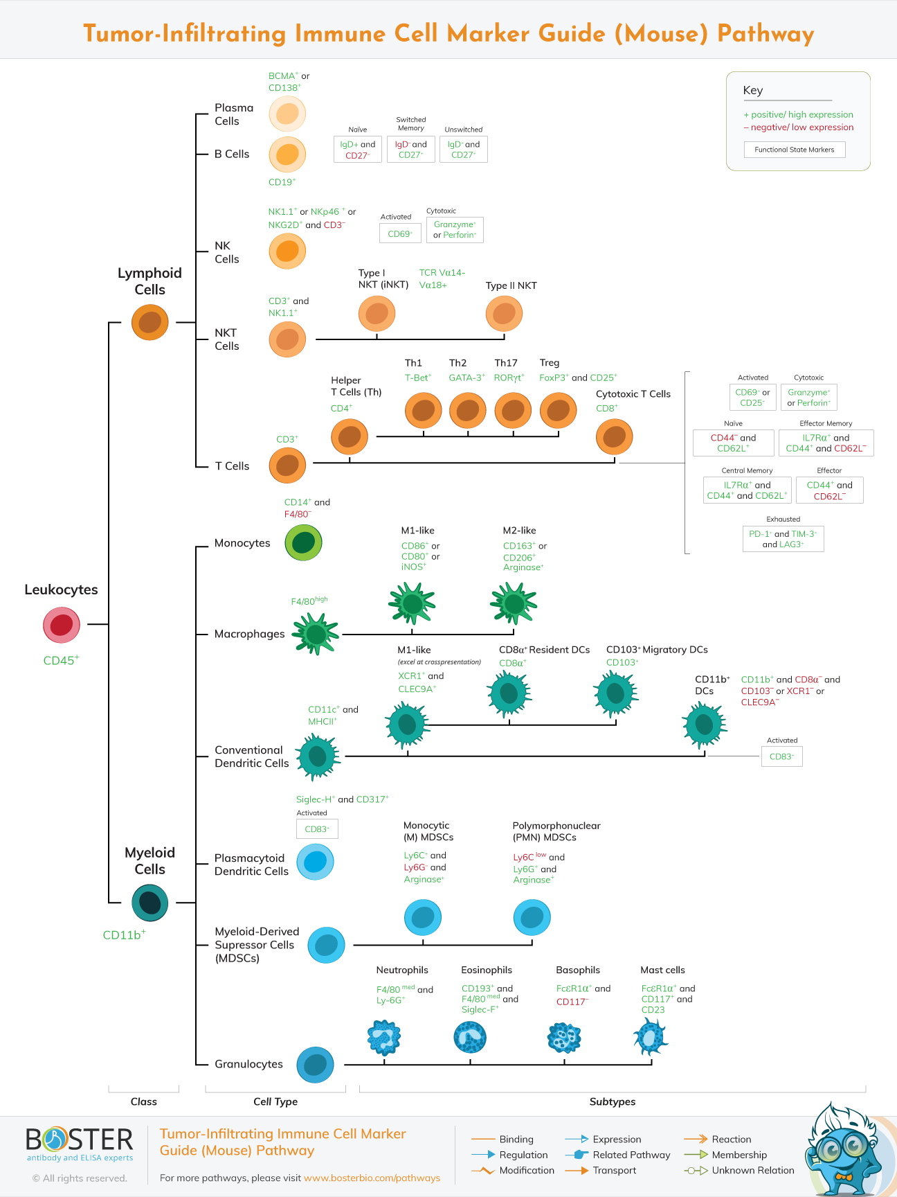 Mouse tumor-infiltrating immune cell marker pathway guide