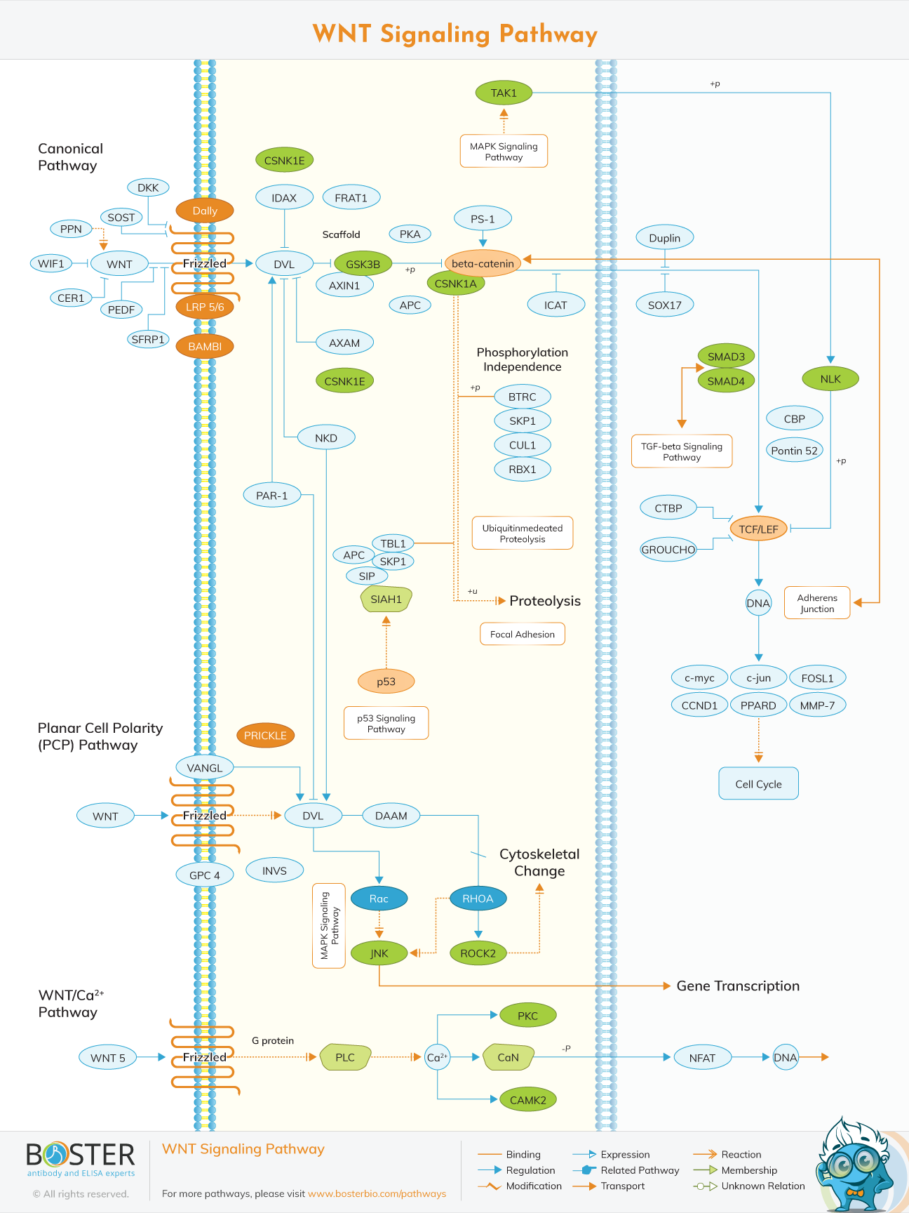 WNT Signaling Pathway