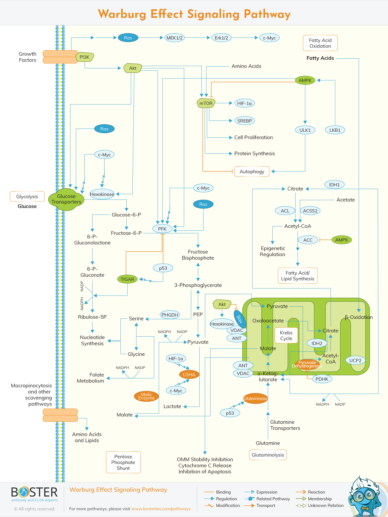 Diagram of Warburg Effect Signaling Pathway in Tumor Cells