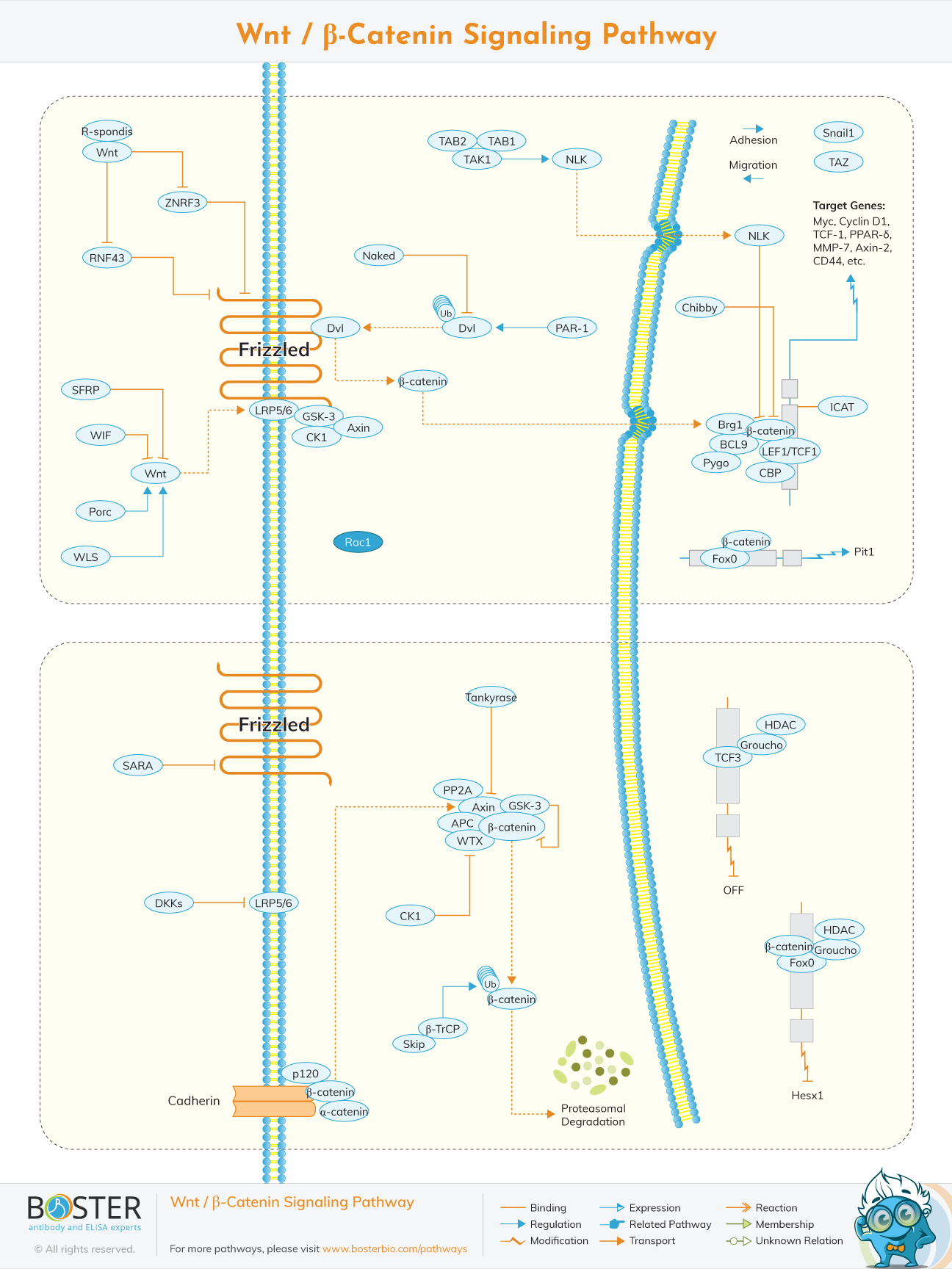 Diagram of Wnt Beta-Catenin Signaling Pathway