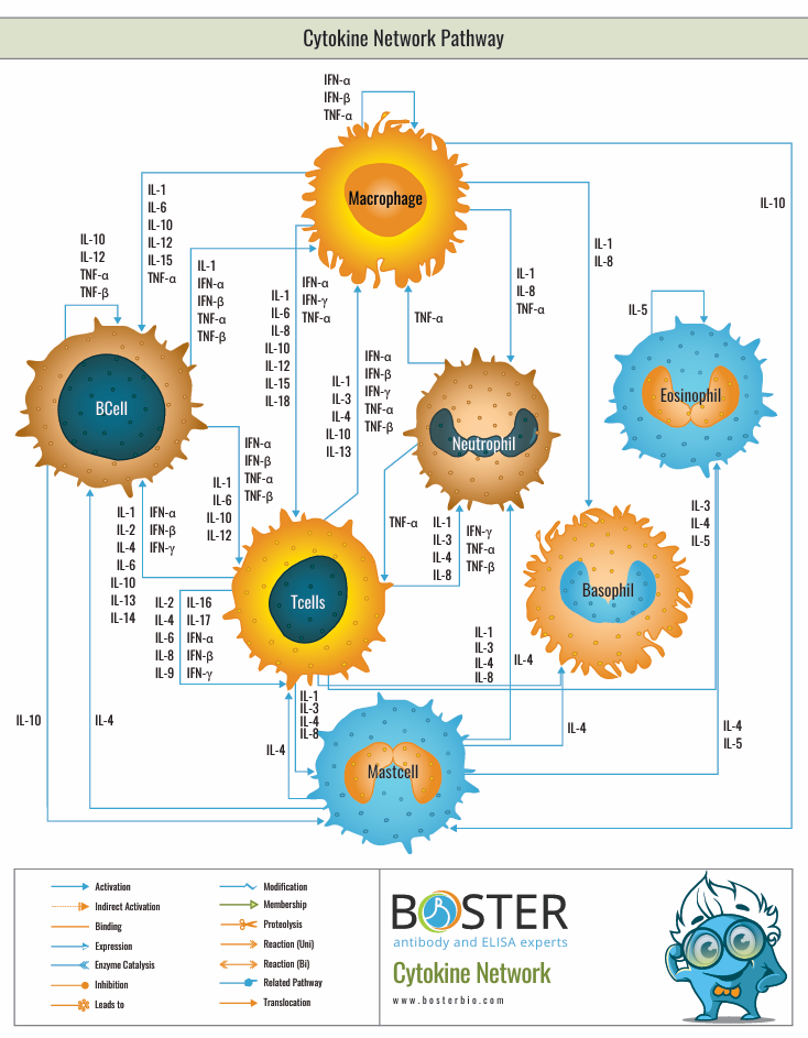 Cytokine network pathway map