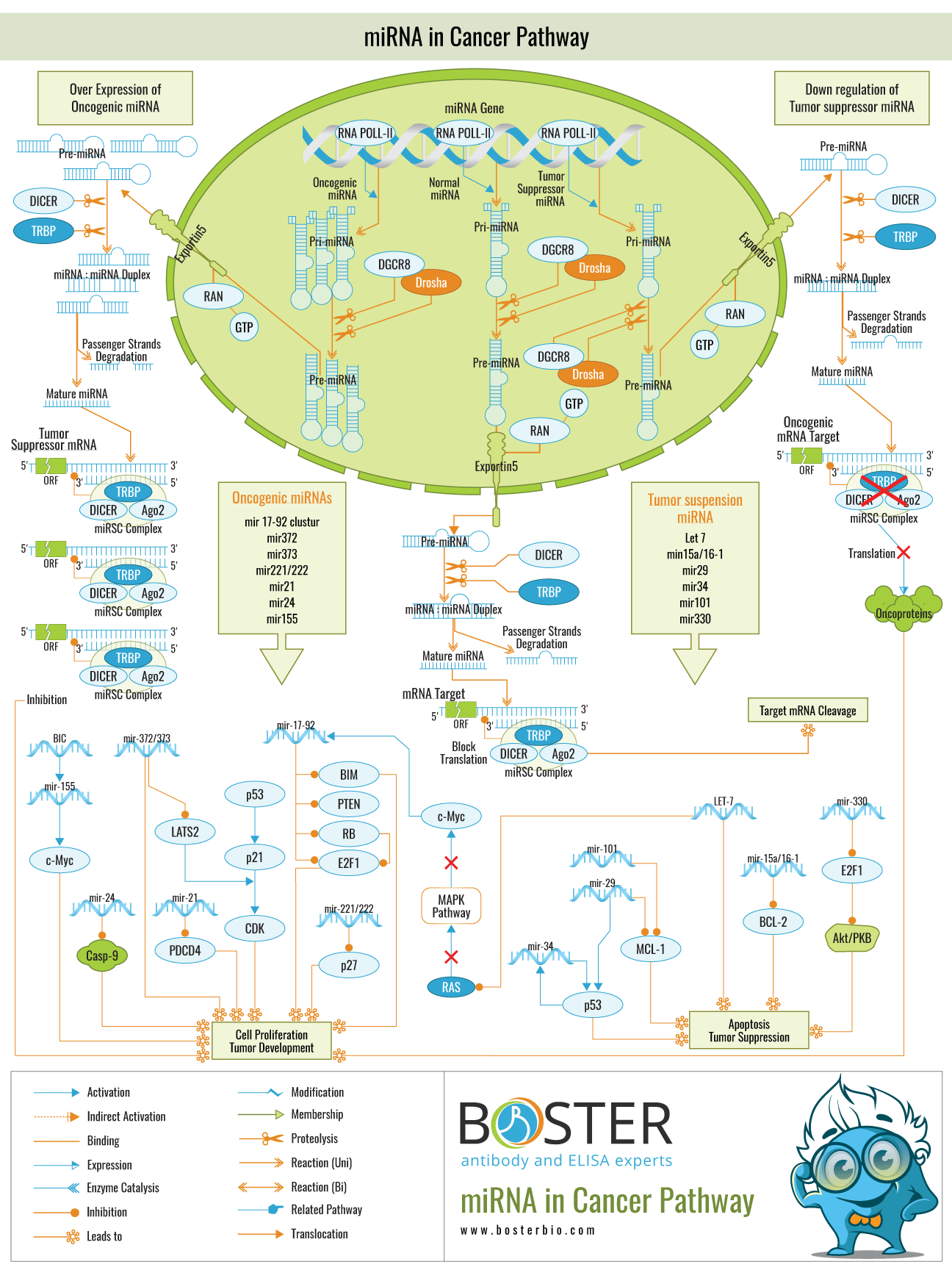 Diagram of miRNA involvement in cancer pathways