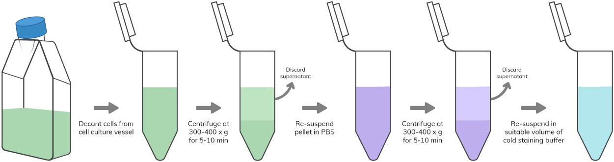 Flow Cytometry Sample Preparation