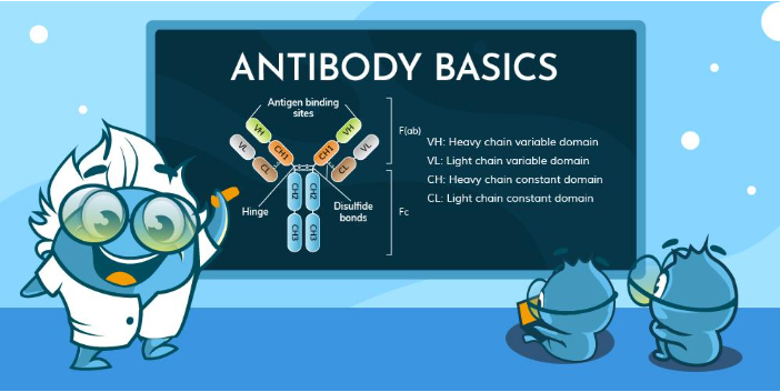 Antigen-antibody interaction illustration