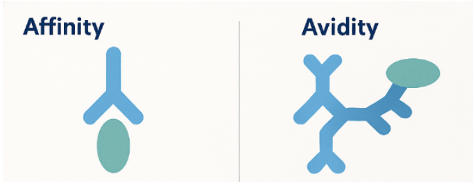 Affinity and avidity in antigen-antibody interactions illustration