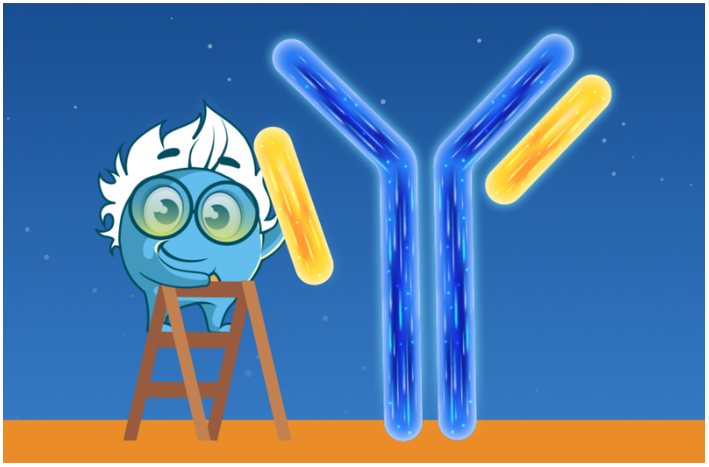 Affinity vs avidity comparison in antigen-antibody binding illustration