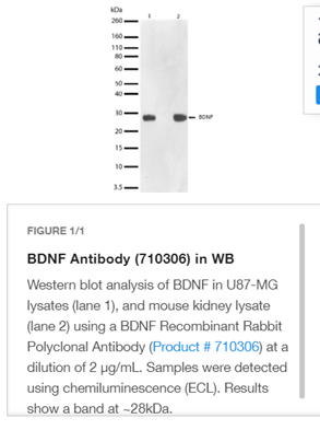 Thermo Fisher BDNF antibody Western blot image showing pro-BDNF band