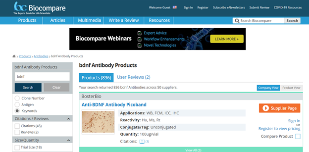 Novus Bio BDNF antibody Western blot validation image