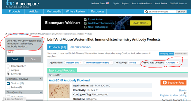 Boster Bio BDNF antibody Western blot validation image