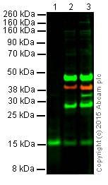 Boster Bio BDNF antibody immunohistochemistry validation image