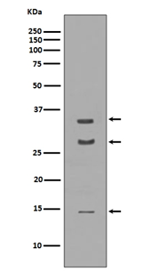 BDNF Western blot band size comparison image for pro-BDNF and mature BDNF