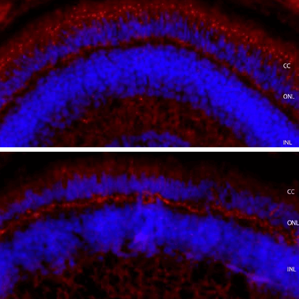 Zebrafish retina in antibody study