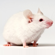 Custom Monoclonal Antibody Service