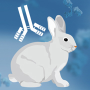 Rabbit Monoclonal Antibodies