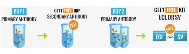Free secondary antibody promotion Boster Bio Products